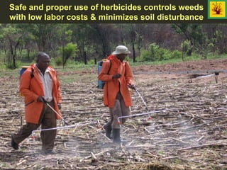 Safe and proper use of herbicides controls weeds
with low labor costs & minimizes soil disturbance
 