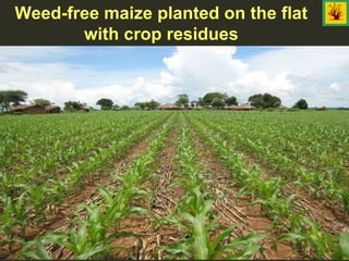Weed-free maize planted on the flat
with crop residues
 