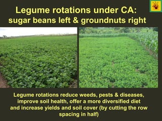 Legume rotations under CA:
sugar beans left & groundnuts right
Legume rotations reduce weeds, pests & diseases,
improve soil health, offer a more diversified diet
and increase yields and soil cover (by cutting the row
spacing in half)
 
