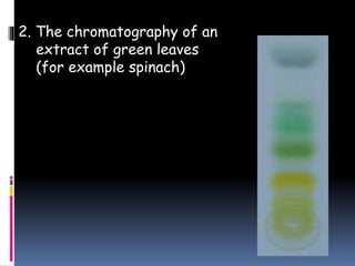 2. The chromatography of an
extract of green leaves
(for example spinach)
 