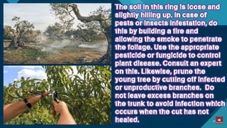 TLE-AGRI.pptx lesson quarter 1 in epp six