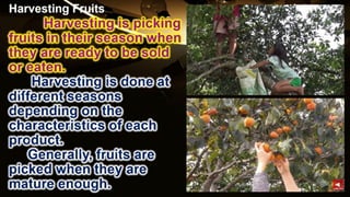 TLE-AGRI.pptx lesson quarter 1 in epp six