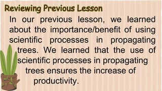 In our previous lesson, we learned
about the importance/benefit of using
scientific processes in propagating
trees. We learned that the use of
scientific processes in propagating
trees ensures the increase of
productivity.
 
