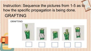 Instruction: Sequence the pictures from 1-5 as to
how the specific propagation is being done.
GRAFTING
 