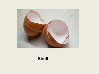 Egg Shell Through TLE-HE 10 ANATOMY OF EGG | PPTX