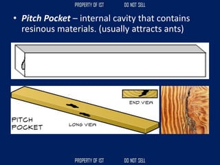 • Pitch Pocket – internal cavity that contains
resinous materials. (usually attracts ants)
 