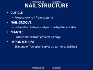 NAIL STRUCTURE
• CUTICLE
– Protect new nail from bacteria
• NAIL GROOVE
– Indentation between edges of nail plate and skin
• MANTLE
– Protect matrix from physical damage
• HYPONYCHIUM
– Skin under free edge; Serves as barrier to nail bed
 