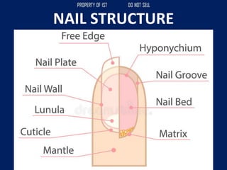 NAIL STRUCTURE
 