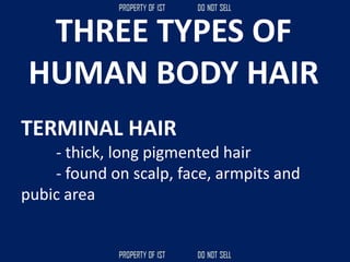 THREE TYPES OF
HUMAN BODY HAIR
TERMINAL HAIR
- thick, long pigmented hair
- found on scalp, face, armpits and
pubic area
 