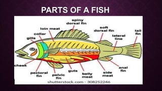 PARTS OF A FISH
 