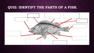 QUIZ: IDENTIFY THE PARTS OF A FISH.
 