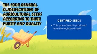 THE FOUR GENERAL
THE FOUR GENERAL
THE FOUR GENERAL
CLASSIFICATIONS OF
CLASSIFICATIONS OF
CLASSIFICATIONS OF
AGRICULTURAL SEEDS
AGRICULTURAL SEEDS
AGRICULTURAL SEEDS
ACCORDING TO THEIR
ACCORDING TO THEIR
ACCORDING TO THEIR
PURITY AND QUALITY
PURITY AND QUALITY
PURITY AND QUALITY
CERTIFIED SEEDS
This type of seed is produced
from the registered seed.
 