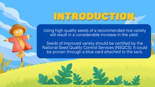 INTRODUCTION
INTRODUCTION
INTRODUCTION
Using high quality seeds of a recommended rice variety
will result in a considerable increase in the yield.
Seeds of improved variety should be certified by the
National Seed Quality Control Services (NSQCS). It could
be proven through a blue card attached to the sack.
 