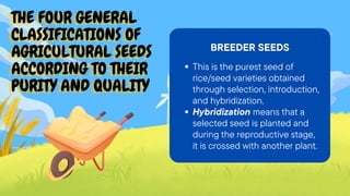 THE FOUR GENERAL
THE FOUR GENERAL
THE FOUR GENERAL
CLASSIFICATIONS OF
CLASSIFICATIONS OF
CLASSIFICATIONS OF
AGRICULTURAL SEEDS
AGRICULTURAL SEEDS
AGRICULTURAL SEEDS
ACCORDING TO THEIR
ACCORDING TO THEIR
ACCORDING TO THEIR
PURITY AND QUALITY
PURITY AND QUALITY
PURITY AND QUALITY
BREEDER SEEDS
This is the purest seed of
rice/seed varieties obtained
through selection, introduction,
and hybridization.
Hybridization means that a
selected seed is planted and
during the reproductive stage,
it is crossed with another plant.
 