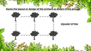 Square Method In Planting Trees TLE 6 - AGRICULTURE Tools and Equipment for Plant Propagation.pptx