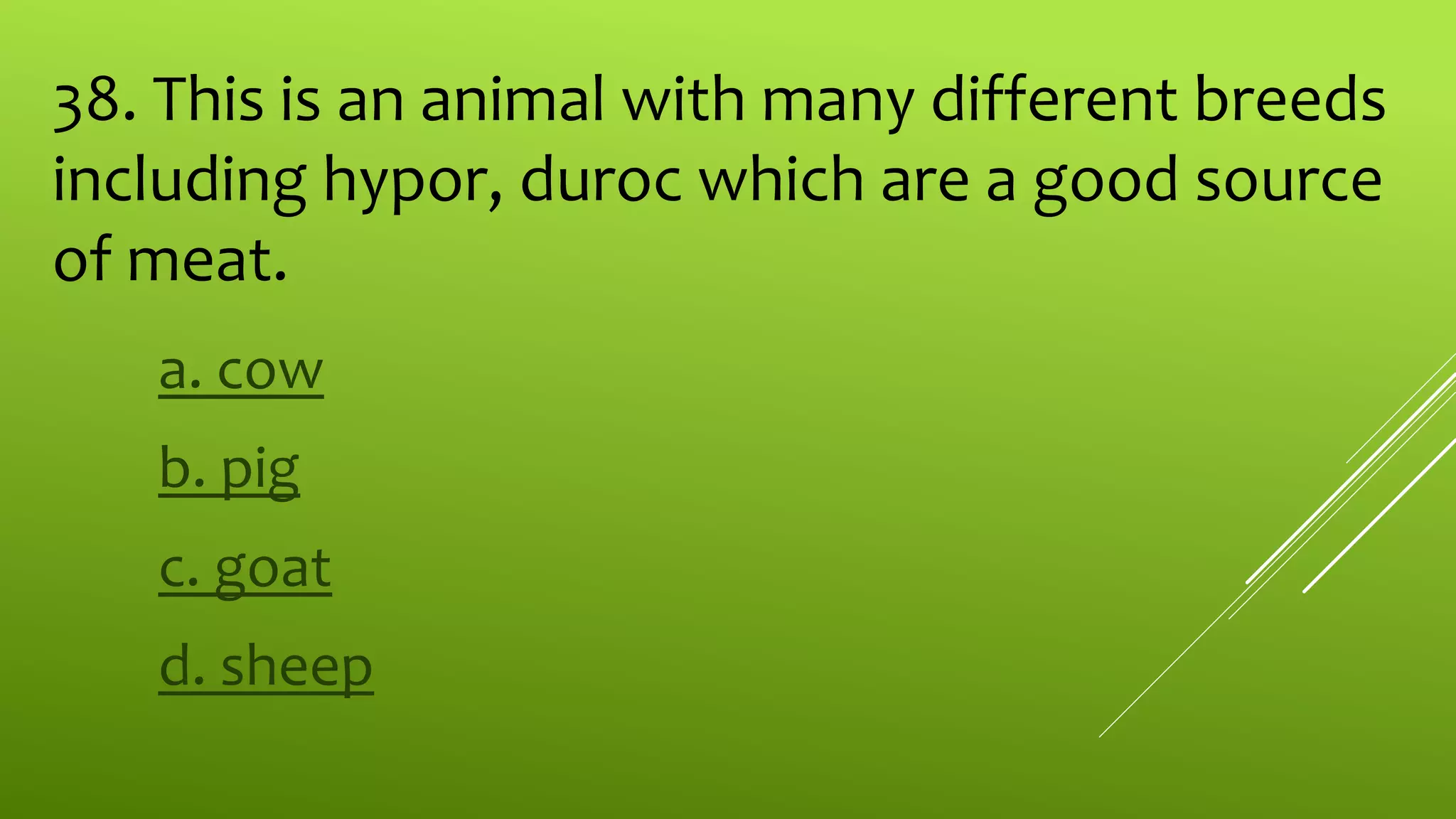 38. This is an animal with many different breeds
including hypor, duroc which are a good source
of meat.
a. cow
b. pig
c. goat
d. sheep
 