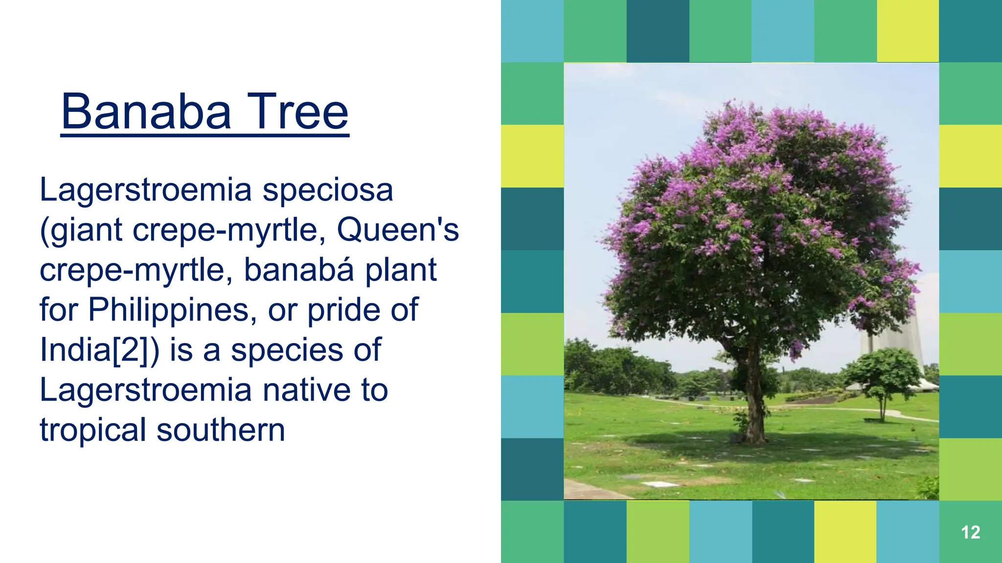 TLE 6 AGRICULTURE WEEK 1-Lesson 1: Importance of Planting Trees and ...