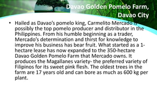 Davao Golden Pomelo Farm,
Davao City
• Hailed as Davao’s pomelo king, Carmelito Mercado is
possibly the top pomelo producer and distributor in the
Philippines. From his humble beginning as a trader,
Mercado’s determination and thirst for knowledge to
improve his business has bear fruit. What started as a 1-
hectare lease has now expanded to the 350-hectare
Davao Golden Pomelo Farm that Mercado owns. It
produces the Magallanes variety- the preferred variety of
Filipinos for its sweet pink flesh. The oldest trees in the
farm are 17 years old and can bore as much as 600 kg per
plant.
 