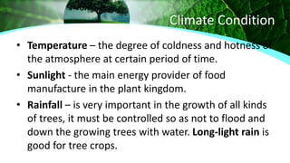 Climate Condition
• Temperature – the degree of coldness and hotness of
the atmosphere at certain period of time.
• Sunlight - the main energy provider of food
manufacture in the plant kingdom.
• Rainfall – is very important in the growth of all kinds
of trees, it must be controlled so as not to flood and
down the growing trees with water. Long-light rain is
good for tree crops.
 