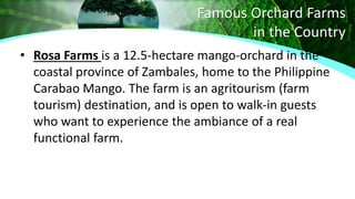 Famous Orchard Farms
in the Country
• Rosa Farms is a 12.5-hectare mango-orchard in the
coastal province of Zambales, home to the Philippine
Carabao Mango. The farm is an agritourism (farm
tourism) destination, and is open to walk-in guests
who want to experience the ambiance of a real
functional farm.
 