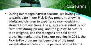 Rosa Farms
• During our mango harvest seasons, we invite guests
to participate in our Pick-&-Pay program, allowing
adults and children to experience mango-picking,
straight from our trees. The guests are assisted by our
farm staff during picking, and the guests’ harvest is
then weighed, and the mangoes are sold at the
prevailing market rate. Since our opening in 2011, the
Pick-&-Pay program has been one of the most
sought-after activities of the patrons of Rosa Farms.
 