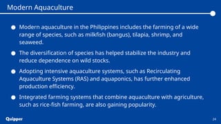 ● Modern aquaculture in the Philippines includes the farming of a wide
range of species, such as milkfish (bangus), tilapia, shrimp, and
seaweed.
● The diversification of species has helped stabilize the industry and
reduce dependence on wild stocks.
● Adopting intensive aquaculture systems, such as Recirculating
Aquaculture Systems (RAS) and aquaponics, has further enhanced
production efficiency.
● Integrated farming systems that combine aquaculture with agriculture,
such as rice-fish farming, are also gaining popularity.
24
Modern Aquaculture
 