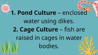 1. Pond Culture – enclosed
water using dikes.
2. Cage Culture – fish are
raised in cages in water
bodies.
 