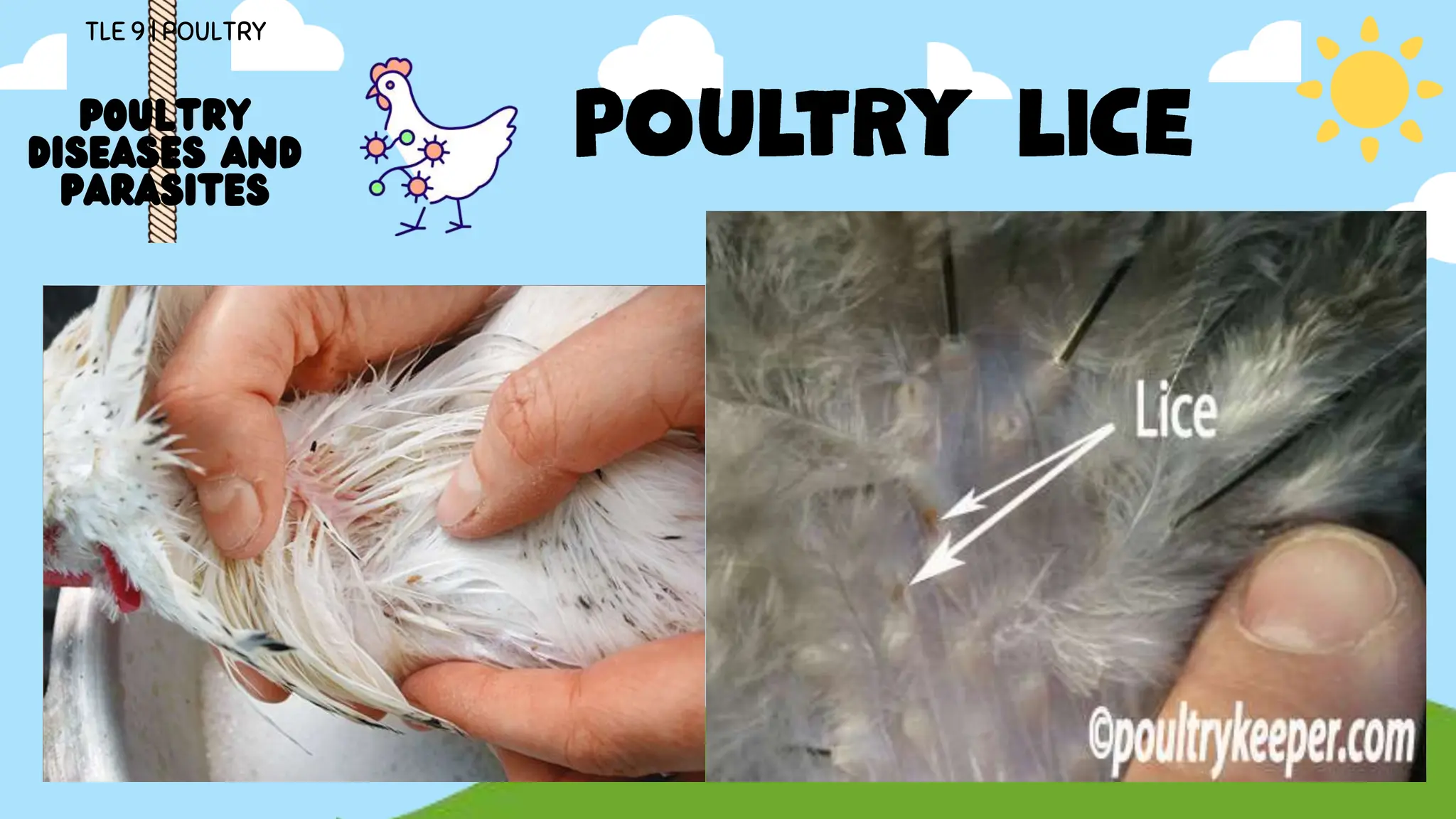 TLE 9 poultry diseases and parasites.pptx