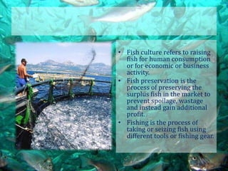 • Fish culture refers to raising
fish for human consumption
or for economic or business
activity.
• Fish preservation is the
process of preserving the
surplus fish in the market to
prevent spoilage, wastage
and instead gain additional
profit.
• Fishing is the process of
taking or seizing fish using
different tools or fishing gear.

 