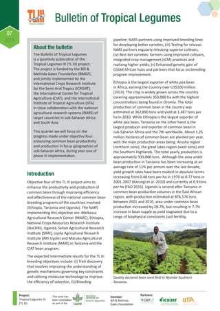 About the bulletin
The Bulletin of Tropical Legumes
is a quarterly publication of the
Tropical Legumes III (TL III) project.
The project is funded by the Bill &
Melinda Gates Foundation (BMGF),
and jointly implemented by the
International Crops Research Institute
for the Semi-Arid Tropics (ICRISAT),
the International Center for Tropical
Agriculture (CIAT), and the International
Institute of Tropical Agriculture (IITA)
in close collaboration with the national
agricultural research systems (NARS) of
target countries in sub-Saharan Africa
and South Asia.
This quarter we will focus on the
progress made under objective four:
enhancing common bean productivity
and production in focus geographies of
sub-Saharan Africa, during year one of
phase III implementation.
07
2016
Bulletin of Tropical Legumes
Project:
Tropical Legumes III
(TL III)
Investor:
Bill & Melinda
Gates Foundation
Partners:This work has
been undertaken
as part of the
Introduction
Objective four of the TL III project aims to
enhance the productivity and production of
common bean through improving efficiency
and effectiveness of the national common bean
breeding programs of the countries involved
(Ethiopia, Tanzania and Uganda). The NARS
implementing this objective are: Melkassa
Agricultural Research Center (MARC), Ethiopia,
National Crops Resources Research Institute
(NaCRRI), Uganda, Selian Agricultural Research
Institute (SARI), Uyole Agricultural Research
Institute (ARI-Uyole) and Maruku Agricultural
Research Institute (MARI) in Tanzania and the
CIAT bean program.
The expected intermediate results for the TL III
breeding objectives include: (i) Trait discovery
that involves improving the understanding of
genetic mechanisms governing key constraints
and utilizing molecular technology to improve
the efficiency of selection, (ii) Breeding
pipeline: NARS partners using improved breeding lines
for developing better varieties, (iii) Testing for release:
NARS partners regularly releasing superior cultivars,
(iv) Best bet varieties: farmers using improved cultivars,
integrated crop management (ICM) practices and
realizing higher yields, (v) Enhanced genetic gain of
CGIAR African hubs and partners that focus on breeding
program improvement.
Ethiopia is the largest exporter of white pea bean
in Africa, earning the country over US$100 million
(2014). The crop is widely grown across the country
covering approximately 350,000 ha with the highest
concentrations being found in Oromia. The total
production of common bean in the country was
estimated at 362,890 tons and yield at 1.487 tons per
ha in 2010. While Ethiopia is the largest exporter of
white pea bean, Tanzania on the other hand is the
largest producer and exporter of common bean in
sub-Saharan Africa and the 7th worldwide. About 1.25
million hectares of common bean are planted per year,
with the main production areas being: Arusha region
(northern zone), the great lakes region (west zone) and
the Southern Highlands. The total yearly production is
approximately 933,000 tons. Although the area under
bean production in Tanzania has been increasing at an
average rate of 11% per annum over the last decade,
yield growth rates have been modest in absolute terms
increasing from 0.48 tons per ha in 1970 to 0.77 tons in
2001-2007 (Katungi et al. 2010) and currently at 0.9 tons
per ha (FAO 2015). Uganda is second after Tanzania in
common bean production volumes in the East African
region, with production estimated at 876,576 tons.
Between 2001 and 2010, area under common bean
production increased by 28.7%, but resulting in 7.7%
increase in bean supply as yield stagnated due to a
range of biophysical constraints (soil fertility,
Quality declared bean seed field in Njombe-Southern
Tanzania.
Photo: CIAT
 