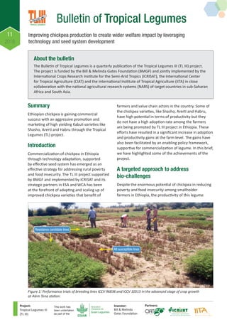 11
2018
Bulletin of Tropical Legumes
Project:
Tropical Legumes III
(TL III)
Investor:
Bill & Melinda
Gates Foundation
Partners:This work has
been undertaken
as part of the
Summary
Ethiopian chickpea is gaining commercial
success with an aggressive promotion and
marketing of high yielding Kabuli varieties like
Shasho, Arerti and Habru through the Tropical
Legumes (TL) project.
Introduction
Commercialization of chickpea in Ethiopia
through technology adaptation, supported
by effective seed system has emerged as an
effective strategy for addressing rural poverty
and food insecurity. The TL III project supported
by BMGF and implemented by ICRISAT and its
strategic partners in ESA and WCA has been
at the forefront of adapting and scaling up of
improved chickpea varieties that benefit of
farmers and value chain actors in the country. Some of
the chickpea varieties, like Shasho, Arerti and Habru,
have high potential in terms of productivity but they
do not have a high adoption rate among the farmers
are being promoted by TL III project in Ethiopia. These
efforts have resulted in a significant increase in adoption
and productivity gains at the farm level. The gains have
also been facilitated by an enabling policy framework,
supportive for commercialization of legume. In this brief,
we have highlighted some of the achievements of the
project.
A targeted approach to address
bio-challenges
Despite the enormous potential of chickpea in reducing
poverty and food insecurity among smallholder
farmers in Ethiopia, the productivity of this legume
Figure 1: Performance trials of breeding lines ICCV 96836 and ICCV 10515 in the advanced stage of crop growth
at Alem Tena station.
Photo: Asnake Fikre
Resistance candidate lines
AB susceptible lines
Improving chickpea production to create wider welfare impact by leveraging
technology and seed system development
About the bulletin
The Bulletin of Tropical Legumes is a quarterly publication of the Tropical Legumes III (TL III) project.
The project is funded by the Bill & Melinda Gates Foundation (BMGF) and jointly implemented by the
International Crops Research Institute for the Semi-Arid Tropics (ICRISAT), the International Center
for Tropical Agriculture (CIAT) and the International Institute of Tropical Agriculture (IITA) in close
collaboration with the national agricultural research systems (NARS) of target countries in sub-Saharan
Africa and South Asia.
 
