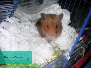 Hamster’s nest
 