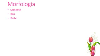 Morfologia
• Semente
• Raiz
• Bolbo
 