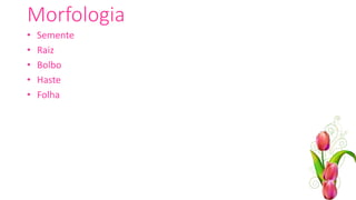 Morfologia
• Semente
• Raiz
• Bolbo
• Haste
• Folha
 