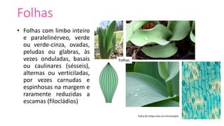 Folhas
• Folhas com limbo inteiro
e paralelinérveo, verde
ou verde-cinza, ovadas,
peludas ou glabras, às
vezes onduladas, basais
ou caulinares (sésseis),
alternas ou verticiladas,
por vezes carnudas e
espinhosas na margem e
raramente reduzidas a
escamas (filocládios)
Folhas
Folha de túlipa vista ao microscópio
 