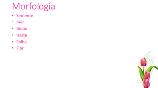 Morfologia
• Semente
• Raiz
• Bolbo
• Haste
• Folha
• Flor
 