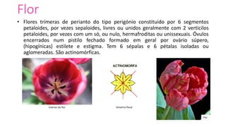 Flor
• Flores trímeras de perianto do tipo perigónio constituído por 6 segmentos
petaloides, por vezes sepaloides, livres ou unidos geralmente com 2 verticilos
petaloides, por vezes com um só, ou nulo, hermafroditas ou unissexuais. Óvulos
encerrados num pistilo fechado formado em geral por ovário súpero,
(hipogínicas) estilete e estigma. Tem 6 sépalas e 6 pétalas isoladas ou
aglomeradas. São actinomórficas.
Flor
Simetria floralInterior da flor
 