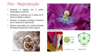 Flor - Reprodução
• Perianto: 6 tépalas em 2 voltas
imbricadas ou valvares
• Androceu: 6 estames em 2 voltas de 3,
livres ou ligado a sépalas
• Gineceu: 3 carpelos, sincárpio, trilocular
com 2 óvulos em cada lóculo
• Óvulos encerrados num pistilo fechado
formado em geral por ovário súpero
Órgãos reprodutores da flor
Diagrama floral
Ovário e óvulos
 