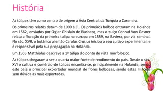 História
As túlipas têm como centro de origem a Ásia Central, da Turquia a Caxemira.
Os primeiros relatos datam de 1000 a.C.. Os primeiros bolbos entraram na Holanda
em 1562, enviados por Ogier Ghislain de Busbecq, mas o suíço Conrad Von Gesner
relata a floração da primeira tulipa na europa em 1559, na Baviera, por via seminal.
No séc. XVII, o botânico alemão Carolus Clusius iniciou o seu cultivo experimental, e
é responsável pela sua propagação na Holanda.
Em 1565 Matthiolus descreve a 1ª túlipa do ponto de vista morfológico.
As túlipas chegaram a ser a quarta maior fonte de rendimento do país. Desde o séc.
XVI o cultiva e comércio de túlipas encontra-se, principalmente na Holanda, sendo
este país o principal exportador mundial de flores bolbosas, sendo estas liliáceas
sem dúvida as mais exportadas.
 