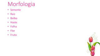 Morfologia
• Semente
• Raiz
• Bolbo
• Haste
• Folha
• Flor
• Fruto
 