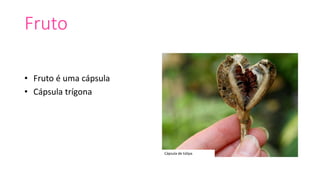 Fruto
• Fruto é uma cápsula
• Cápsula trígona
Cápsula de túlipa
 