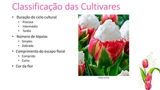 Classificação das Cultivares
• Duração do ciclo cultural
• Precoce
• Intermédio
• Tardio
• Número de tépalas
• Simples
• Dobrada
• Comprimento do escapo floral
• Comprido
• Curto
• Cor da flor
Tulipa sorvete
 