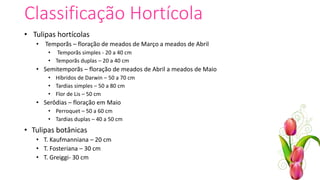 Classificação Hortícola
• Tulipas hortícolas
• Temporãs – floração de meados de Março a meados de Abril
• Temporãs simples - 20 a 40 cm
• Temporãs duplas – 20 a 40 cm
• Semitemporãs – floração de meados de Abril a meados de Maio
• Híbridos de Darwin – 50 a 70 cm
• Tardias simples – 50 a 80 cm
• Flor de Lis – 50 cm
• Serôdias – floração em Maio
• Perroquet – 50 a 60 cm
• Tardias duplas – 40 a 50 cm
• Tulipas botânicas
• T. Kaufmanniana – 20 cm
• T. Fosteriana – 30 cm
• T. Greiggi- 30 cm
 