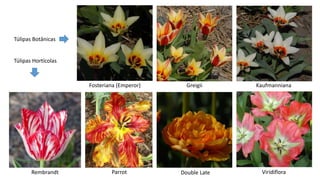 Rembrandt Parrot Double Late
KaufmannianaFosteriana (Emperor) Greigii
Túlipas Botânicas
Túlipas Hortícolas
Viridiflora
 