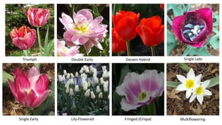 Single Early
Double EarlyTriumph Darwin Hybrid Single Late
Lily-Flowered Fringed (Crispa) Multiflowering
 