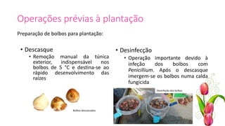 Operações prévias à plantação
Preparação de bolbos para plantação:
• Desinfecção
• Operação importante devido à
infeção dos bolbos com
Penicillium. Após o descasque
imergem-se os bolbos numa calda
fungicida
• Descasque
• Remoção manual da túnica
exterior, indispensável nos
bolbos de 5 °C e destina-se ao
rápido desenvolvimento das
raízes
Desinfeção dos bolbos
Bolbos descascados
 