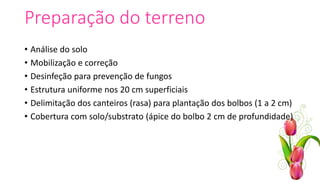 Preparação do terreno
• Análise do solo
• Mobilização e correção
• Desinfeção para prevenção de fungos
• Estrutura uniforme nos 20 cm superficiais
• Delimitação dos canteiros (rasa) para plantação dos bolbos (1 a 2 cm)
• Cobertura com solo/substrato (ápice do bolbo 2 cm de profundidade)
 