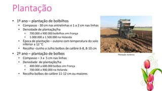 Plantação
• 1º ano – plantação de bolbilhos
• Compasso - 30 cm nas entrelinhas e 1 a 2 cm nas linhas
• Densidade de plantação/ha
• 700.000 a 900.000 bolbilhos em França
• 1.000.000 a 1.500.000 na Holanda
• Época de plantação – outono com temperatura do solo
inferior a 12 °C
• Recolha –Junho a Julho bolbos de calibre 6-8, 8-10 cm
• 2º ano – plantação de bolbos
• Compasso – 3 a 5 cm nas linhas
• Densidade de plantação/ha
• 400.000 a 600.000 bolbos em França
• 700.000 a 900.000 na Holanda
• Recolha bolbos de calibre 11-12 cm ou maiores
Plantação mecânica
 