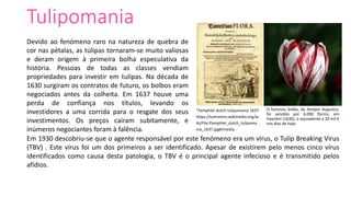 Tulipomania
O famosos bolbo, da Semper Augustus,
foi vendido por 6.000 florins, em
Haarlem (1630), o equivalente a 20 mil €
nos dias de hoje.
Devido ao fenómeno raro na natureza de quebra de
cor nas pétalas, as túlipas tornaram-se muito valiosas
e deram origem à primeira bolha especulativa da
história. Pessoas de todas as classes vendiam
propriedades para investir em tulipas. Na década de
1630 surgiram os contratos de futuro, os bolbos eram
negociados antes da colheita. Em 1637 houve uma
perda de confiança nos títulos, levando os
investidores a uma corrida para o resgate dos seus
investimentos. Os preços caíram subitamente, e
inúmeros negociantes foram à falência.
"Pamphlet dutch tulipomania 1637
https://commons.wikimedia.org/w
iki/File:Pamphlet_dutch_tulipoma
nia_1637.jpg#/media
Em 1930 descobriu-se que o agente responsável por este fenómeno era um vírus, o Tulip Breaking Virus
(TBV) . Este vírus foi um dos primeiros a ser identificado. Apesar de existirem pelo menos cinco vírus
identificados como causa desta patologia, o TBV é o principal agente infecioso e é transmitido pelos
afídios.
 