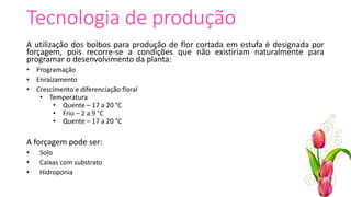 Tecnologia de produção
A utilização dos bolbos para produção de flor cortada em estufa é designada por
forçagem, pois recorre-se a condições que não existiriam naturalmente para
programar o desenvolvimento da planta:
• Programação
• Enraizamento
• Crescimento e diferenciação floral
• Temperatura
• Quente – 17 a 20 °C
• Frio – 2 a 9 °C
• Quente – 17 a 20 °C
A forçagem pode ser:
• Solo
• Caixas com substrato
• Hidroponia
 
